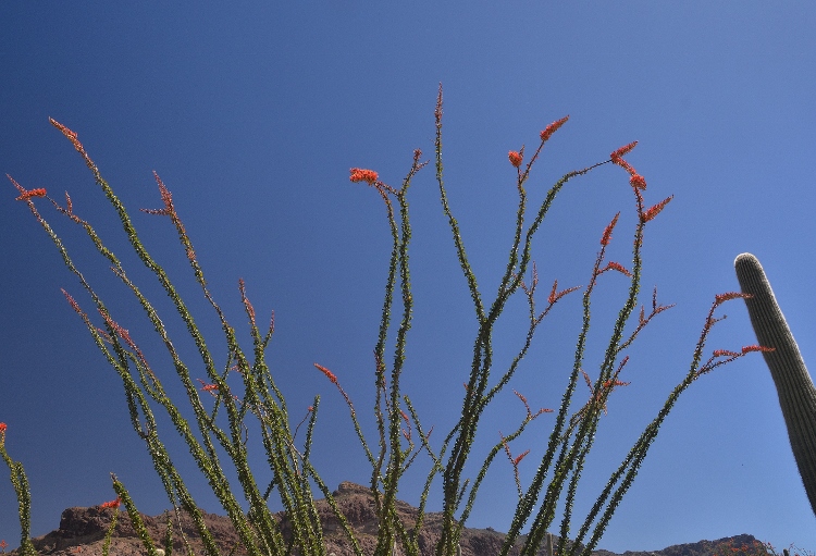 ocotillo